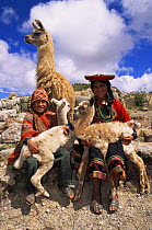 Indian children with domestic Llamas {Lama glama} near Cusco, Peru, South America