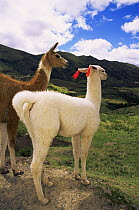 Domestic Llama pair {Lama glama} near Cusco, Peru, South America