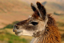 Llama head portrait {Lama glama} Peru, South America