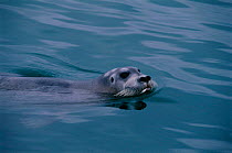 Bearded seal swimming {Erignathus barbatus} Svalbard, Norway