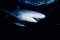 Zambesi / Bull shark {Carcharhinus leucas} with Remora fish Natal, South Africa