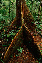 Tree buttress roots - special adaptation for shallow soils in tropical rainforest. Manu NP Peru.