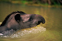 Head of Brazilian tapir {Tapirus terrestris} swimming. Pantanal, Mato Grosso, Brazil.