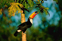 RF- Toco toucan feeding in tree (Ramphastos toco). Pantanal, Mato Grosso, Brazil. (This image may be licensed either as rights managed or royalty free.)