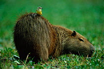 Capybara {Hydrochoerus hydrochaeris} with Cattle tyrant bird on back, Brazil.