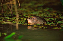 Giant otter swimming {Pteronura brasiliensis} Pantanal, Brazil.