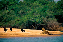Wild Jaguar {Panthera onca} lying on sand bank by river, and vultures, Pantanal, Brazil.