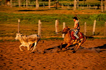 Vaqueiro / Cowboy on horseback trying to lasso cattle. Pantanal, Brazil.