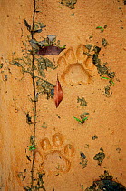 Jaguar footprint {Panthera onca} on wet sand. Pantanal, Brazil.
