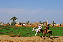 Two Egyptians riding donkeys, Nile Valley - village, church, minaret in background. Egypt.