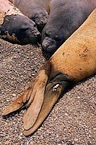 Back flippers of elephant seal {Mirounga genus} lying on beach with other seals. Valdez, Argen.