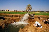 Egyptian man praying, irrigation methods and pyramid in background, Egypt.
