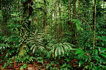 Interior of tropical rainforest understorey, Aguarico, Ecuador. South America