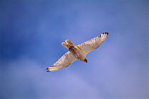 Gryfalcon in flight {Falco rustifcolus}. Greenland.
