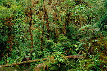 Interior of Cloudforest / mountain forest,  Manu NP Peru.