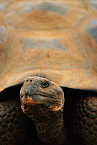 Head of Giant tortoise {Geochelone elephantopus}. Galapagos NP, Ecuador.
