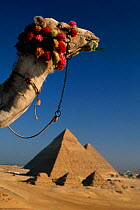 Camel's head with Pyramids of Giza in background. Cairo, Egypt.