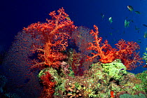 Coral reef scenic with seafan and soft coral Red Sea, Egypt