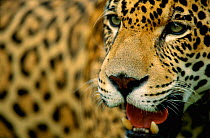 Close-up portrait of young male Jaguar {Panthera onca} captive, Pantanal, Brazil.