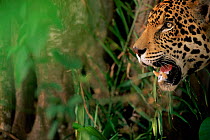 Profile of Jaguar head {Panthera onca} Brazil.