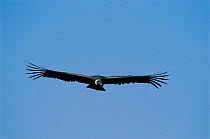 Andean condor in flight {Vultur gryphus} Arequipa, Peru.