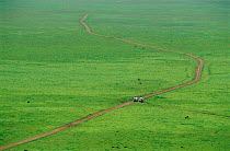 Ecotourism - safari jeeps on tracks in Ngorongoro Crater NR, Tanzania. Wildebeest