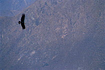 Andean condor {Vultur gryphus} in flight with mountains in background. Arequipa, Peru.
