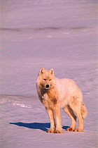 Portrait of Grey (Arctic) wolf {Canis lupus} in snow. Ellesmere Island, Canada.