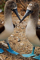 Two Blue footed boobies {Sula nebouxie} courtship display. Galapagos, Ecuador.