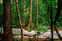 River rushing through tropical rainforest, Mazaruni, Guyana, South America.