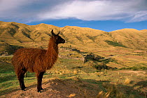 Portrait of llama {Lama glama} near Cuzco, Peru.