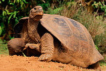 RF- Portrait of Giant tortoise (Geochelone elephantopus). Galapagos National Park, Ecuador. (This image may be licensed either as rights managed or royalty free.)