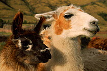 Head portrait of Alpaca {Lama pacos} (left) and Llama {Lama glama}. Cuzco, Peru.