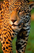 Portrait of young male jaguar {Panthera onca} captive Pantanal, Brazil.