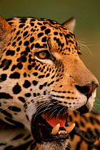 Close-up of young male Jaguar face {Panthera onca}.Brazil