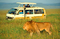 Lion {Panthera leo} in front of safari vehicle, ecotourism. Serengeti NP, Tanzania