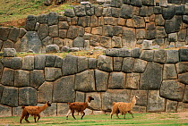 Three Llama {Lama glama} walking below wall at Sacsa huayman, Cuzco, Peru.