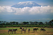 Mount Kilimanjaro above the clouds, with zebra in foreground. Amboseli NP, Kenya.