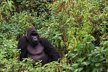 Silverback Mountain gorilla {Gorilla gorilla beringei} amongst vegetation, Zaire.