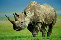 Black rhino portrait {Diceros bicornis} Ngorongoro NR, Tanzania.