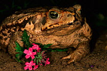 Giant (Cane) toad {Bufo marinus} portrait. Pantanal, Mato Grosso, Brazil.