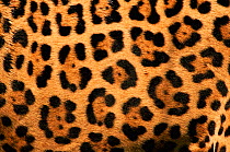Close-up of Jaguar cat coat {Panthera onca}.