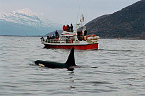 Killer whale {Orcinus orca} safari, ecotourism. Tysfjord, Norway.