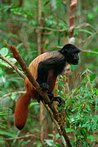 Black-headed uakari monkey {Cacajao melanocephalus} on branch. Manaus, Brazil.