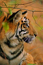 RF- Young male Bengal tiger, head portrait in profile (Panthera tigris tigris). Bandhavgarh National Park, India. (This image may be licensed either as rights managed or royalty free.)