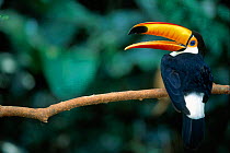 Toco toucan {Ramphastos toco} portrait on branch. Pantanal, Mato Grosso, Brazil