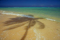 Palm tree shadow on beach nd sea shore, Tobago, Caribbean.