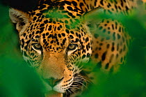 Young male Jaguar portrait {Panthera onca} Pantanal, Brazil