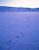 Tracks of Grey (Arctic) wolf {Canis lupus} in snow. Ellesmere, Canada.