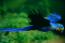 RF- Hyacinth macaw (Anodorhynchus hyacinthinus) flying. Pantanal, Brazil. (This image may be licensed either as rights managed or royalty free.)